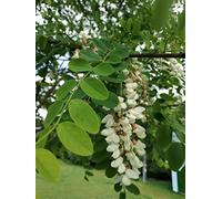 25 Graines de Faux Acacia (Robinia Pseudoacacia)