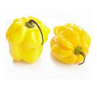 25 Graines de Piment Habanero Citron (Capsicum chinense) - SemiSauvage Permaculture - graines reproductibles