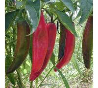 25 Graines De Piments Anaheim Chili