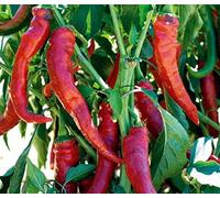25 Graines de Poivron Doux Très Long des Landes - légumes potager- semences paysannes reproductibles - SemiSauvage