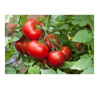 25 Graines De Tomate Merveille Des Marchés