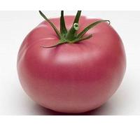 25 Graines de Tomate Rose de Berne - Légume ancien potager - semences paysannes reproductibles - SemiSauvage