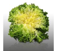 250 Graines À Semer - Le Grenier D'abondance - Chicoree Frisee De Ruffec - Cichorium