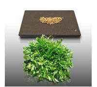 250 graines à semer - Le Grenier d'Abondance - CHICOREE FRISEE Fine de Louviers - Cichorium