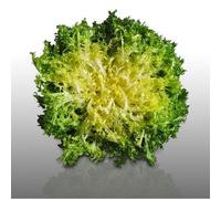250 Graines À Semer - Le Grenier D'abondance - Chicoree Frisee Wallonne - Cichorium