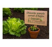 250 graines à semer - Le Grenier d'Abondance - CHICOREE SCAROLE Cornet d'Anjou - Cichorium