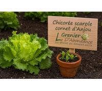 250 graines à semer - Le Grenier d'Abondance - CHICOREE SCAROLE Cornet d'Anjou - Cichorium