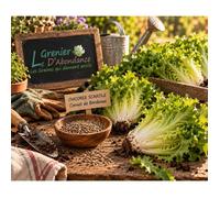 250 graines à semer - Le Grenier d'Abondance - CHICOREE SCAROLE Cornet de Bordeaux - Cichorium