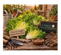250 graines à semer - Le Grenier d'Abondance - CHICOREE SCAROLE Géante Maraîchère - Cichorium