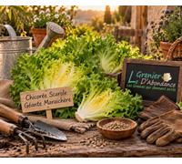 250 graines à semer - Le Grenier d'Abondance - CHICOREE SCAROLE Géante Maraîchère - Cichorium