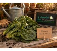 250 graines à semer - Le Grenier d'Abondance - EPINARD Géant d'hiver - Spinacia oleracea