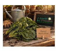 250 graines à semer - Le Grenier d'Abondance - EPINARD Géant d'hiver - Spinacia oleracea