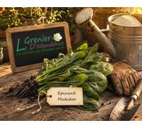 250 graines à semer - Le Grenier d'Abondance - EPINARD Matador - Spinacia oleracea