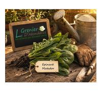 250 graines à semer - Le Grenier d'Abondance - EPINARD Matador - Spinacia oleracea