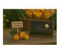 250 graines à semer - Le Grenier d'Abondance - Immortelle à Bractées - Helichrysum bracteatum