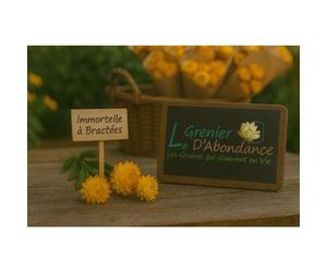 250 graines à semer - Le Grenier d'Abondance - Immortelle à Bractées - Helichrysum bracteatum