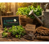 250 graines à semer - Le Grenier d'Abondance - MACHE A grosse graine - Valerianella locusta