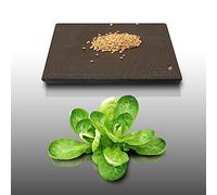 250 graines à semer - Le Grenier d'Abondance - MACHE Coquilles de Louviers - Valerianella locusta