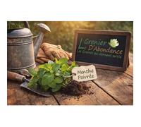 250 graines Aromatiques à semer - Le Grenier d'Abondance - MENTHE Poivrée - Mentha piperita