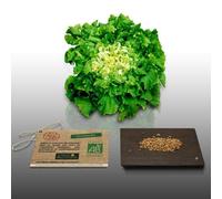 250 Graines Bio À Semer - Le Grenier D'abondance - Laitue Chicoree Scarole À Coeur Plein - Certifié Ab - Lactuca