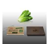 250 Graines Bio À Semer - Le Grenier D'abondance - Laitue Romaine Bio Ballon - Certifié Ab - Lactuca