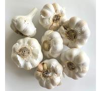 250 Graines d'Ail Blanc