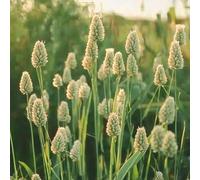 250 Graines d'Alpiste des Canaries - SemiSauvage Permaculture