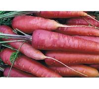 250 Graines de Carotte Longue Rouge Sang - légumes ancien potager - semences paysannes reproductibles - SemiSauvage