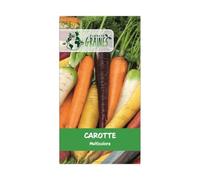 250 graines de carottes muticolore - carottes rainbow