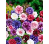 250 Graines de Centaurée Cyanus - Double fleurs - Mix de Couleurs - Centaurea cyanus - Fleur Jardin - 286