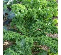 250 Graines de Chou Frisé d’Hiver - Brassica oleracea - Kale - Feuillage frisé - Légume Jardin - 360