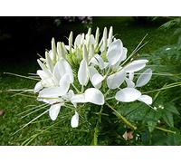 250 Graines de Cléome Blanche- fleurs plantes- semences paysannes reproductibles - SemiSauvage