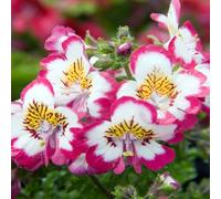 250 Graines de Fleur de papillon (Schizanthus wisetonensis) orchidée des pauvres - non traitées