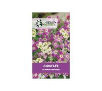 250 Graines de Giroflée de Mahon (Malcolmia maritima) - Fleurs Parfumées Rose et Mauve - Croissance Rapide pour Bordures et Jardinières -