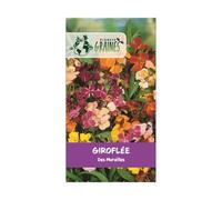 250 graines de Giroflée des murailles - cheirantus cheiri - plante Vivace