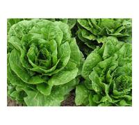 250 Graines De Laitue Romaine
