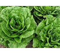 250 Graines de Laitue Romaine - jardin potager légumes - semences paysannes reproductibles - SemiSauvage