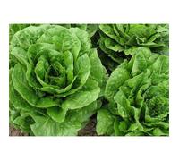 250 Graines de Laitue Romaine - légumes ancien salade - méthode BIO