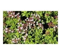 250 Graines De Marjolaine Officinale