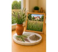 250 Graines de Mélange Gazon Intermediaire - 7 Variétés annuelle et Vivace - Fleur Jardin - 509