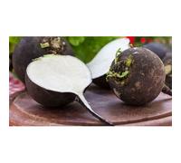 250 Graines De Radis Noir Gros Rond D Hiver
