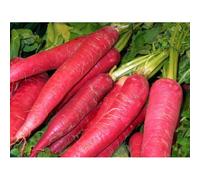 250 Graines De Radis Oriental Rose