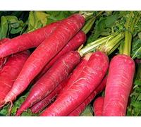 250 Graines de Radis oriental Rose - légumes jardins- semences paysannes reproductibles - SemiSauvage