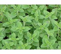 250 graines - Origan"Origanum vulgare"