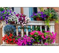 250 Graines SPECIAL BALCON - Mélange de 11 Variétés - Mix de couleurs et Variétes - Fleur Jardin Balcon - 373