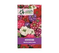 250 graines verveine géante hybride variée -