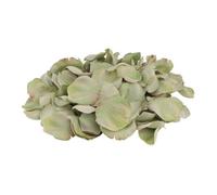 250 PÉTALES ROSIER ARTIFICIEL 4CM VERT NÉNUPHAR
