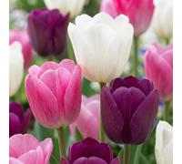 280x Tulipa Pastel mix - Pastel tulp mix - Diversen - Voorjaarsbloeier - Bolmaat 11/15