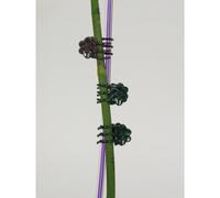 2x Présentoir Pinces à orchidées 36 Clips pour plantes grimpantes Support Fleurs Jardin Mix