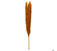 Atmosphera – Set de 3 fleurs séchées Pampa naturelle H110 cm – Ocre